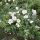  C2 НАБЪРЧАНА РОЗА БЯЛА ROSA RUGOSA HONEY ALBA 30-40 СМ.