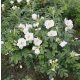  C2 НАБЪРЧАНА РОЗА БЯЛА ROSA RUGOSA HONEY ALBA 30-40 СМ.