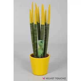    Сансевиерия VELVET TOUCHZ YELLOW + САКСИЯ 33 СМ
