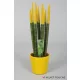  Сансевиерия VELVET TOUCHZ YELLOW + САКСИЯ 33 СМ