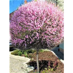    БАДЕМ ВЪРХУ ВОДИЛОТО, ВЪЗРАСТНО РАСТЕНИЕ