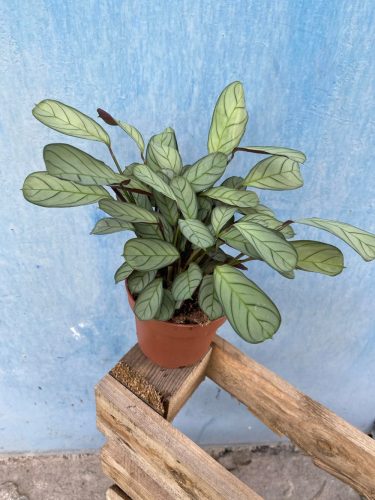  Ctenanthe Amagris Easy to Care Maranthaceae 12 Ø саксия