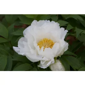  Дървовиден божур бял бял P14