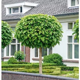    CATALPA NANA ON THE STRUMP сферична КАТАЛПА присадена ГОЛЕМИ РАЗСЪДКИ Каталпа