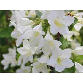    Бели храсти, разсад в 2-3 литров съд, 40-60см