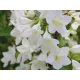  Бели храсти, разсад в 2-3 литров съд, 40-60см