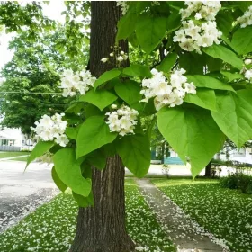    Каталпа КРАСИВИ големи зелени ЛИСТА бързо растящ разсад каталпа ЦВЕТЯ