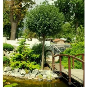    ЧЕРНА ЧЕРНИЦА ПРИСАДЕНА НА КЪЛБОЧЕН ДЪБЛ 200см