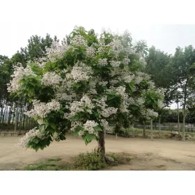    Каталпа Каталпа Орхидея РЕПЕЛЕРИ КОМАРИ Разсад