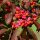  GK BURNING BUSH EUROPAEUS HONEY BUMPER 80-120 СМ.