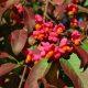  GK BURNING BUSH EUROPAEUS HONEY BUMPER 80-120 СМ.