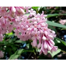  P11 ОБИКНОВЕН ЛЮЛЯК SYRINGA VULGARIS