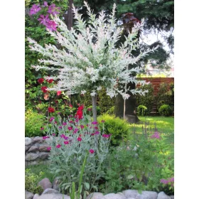  Разсад върба на гол корен 110-120см