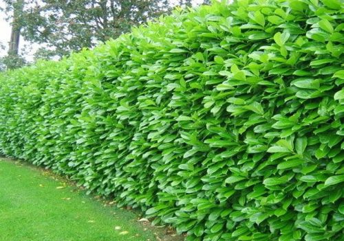  M ИЗТОЧНА ЧЕРЕША LAUR ROTUNDIFOLIA НА ЕДРО 50 БР. БЪРЗ ЖИВ ПЛЕТ