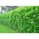  M ИЗТОЧНА ЧЕРЕША LAUR ROTUNDIFOLIA НА ЕДРО 50 БР. БЪРЗ ЖИВ ПЛЕТ