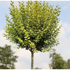    Разсад лигуструм в съд 2-3 литра 100-130см