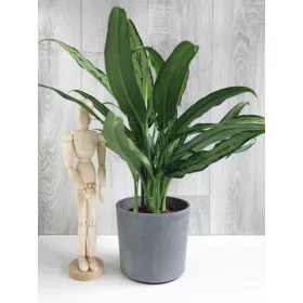    Aglaonema Cutlass разсад в контейнер 0,5-1 л