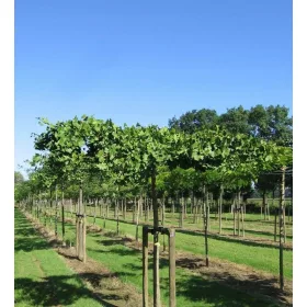    Гинко билоба ХОРИЗОНТАЛИС уникален ЧАДЪР разсад НА СТЪНК