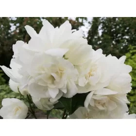    Жасмин ВИРДЖИНАЛ - в саксия С2 60-80см