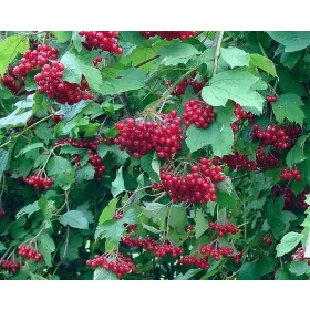    P11 КОРАЛ КАЛИНА OPULUS ЖИВ ПЛЕТ КРАСИВИ ХРАСТИ 80-120 СМ