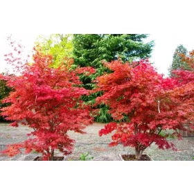    FIREGLOW палмов клен - ЧЕРВЕН АКЦЕНТ В ГРАДИНАТА