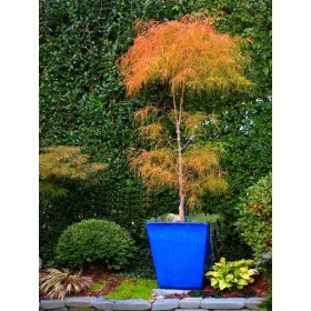  КОТО НО ИТО ПАЛМОВ КЛЕН УНИКАТ