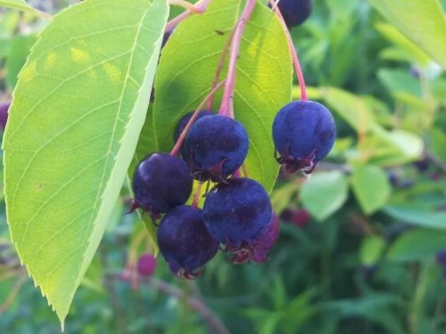  Lamarcka serviceberry - в саксии 60-80 см