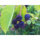  Lamarcka serviceberry - в саксии 60-80 см