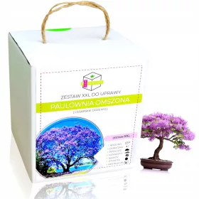    КОМПЛЕКТ ЗА ОТГЛЕЖДАНЕ НА БОНСАИ PAULOWNIA OXYGEN XXL СЕМЕНА - ЗА ПОДАРЪК
