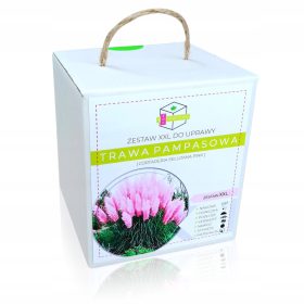    ПАМПАСКА ТРЕВА РОЗОВА РОЗОВА КОМПЛЕКТ ЗА ОТГЛЕЖДАНЕ XXL СЕМЕНА - ПОДАРЪК