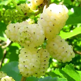    БЯЛА ЧЕРНИЦА VITAMINS OF LIFE ГОЛЯМ РАЗСЪД 100см