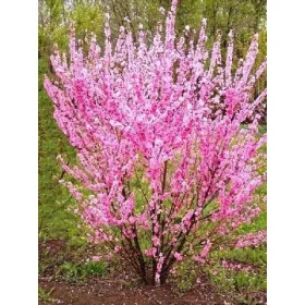    ЧЕТКА БАДЕМ ГОЛЯМ МРАЗОУСТОЙЧИВ РАЗСАД