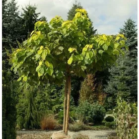    КАТАЛПА КАТАЛПА ОБИКНОВЕН КАТАЛПА 180 СМ