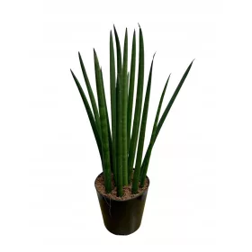    Сансевиерия цилиндрична (Sansevieria cylindrica) 40 см