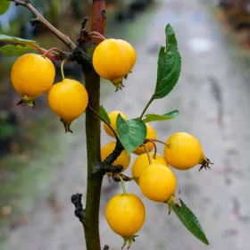    Декоративно ябълково дърво Golden Hornet