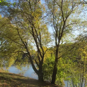    Разсад от върба в 2-3 литров съд 100-150 см