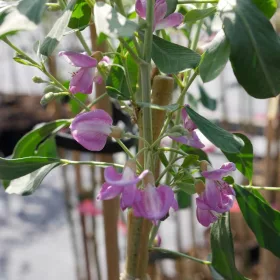    Silver Elephant Уникално медоносно присадено растение