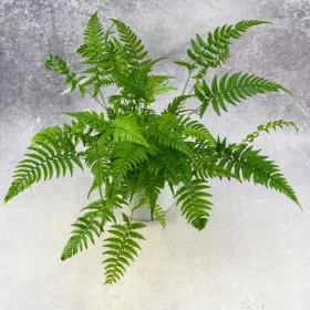    Китайска папрат (Polystichum tsus-simense) Азиатска папрат МИКРОКЛИМАТ