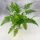  Китайска папрат (Polystichum tsus-simense) Азиатска папрат МИКРОКЛИМАТ