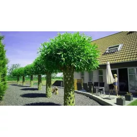    Разсад от върба в съд 3-5 литра 160-180см