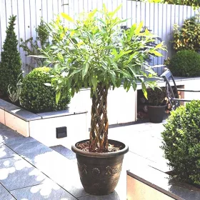    Разсад от върба в съд 3-5 литра 70-90 см