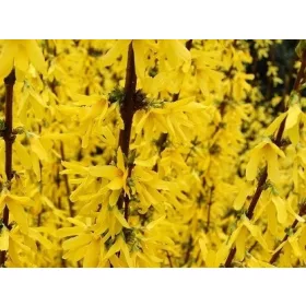  Forsythia intermedius FLOJOR - в С2, 60-80см