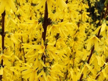  Forsythia intermedius FLOJOR - в С2, 60-80см