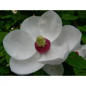    Magnolia на Siebold УНИКАЛНО ГОЛЯМО ЦВЕТЕ РЯДКОСТ!