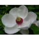  Magnolia на Siebold УНИКАЛНО ГОЛЯМО ЦВЕТЕ РЯДКОСТ!
