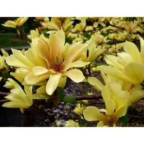    Магнолия YELLOW RIVER уникален YELLOW BEAUTY