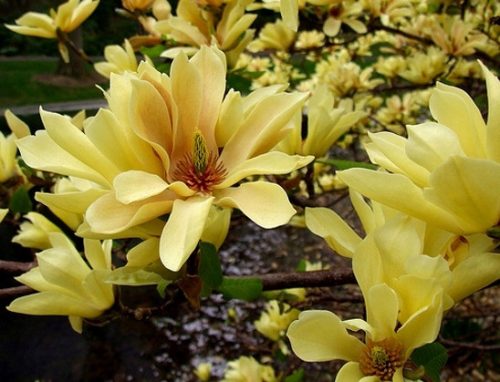  Магнолия YELLOW RIVER уникален YELLOW BEAUTY