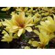  Магнолия YELLOW RIVER уникален YELLOW BEAUTY