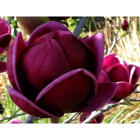  Магнолия 'GENIE' - бордо лалета