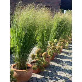    СЕВЕРЕН ВЕЧЕР 3L голям разсад, колонен, тънък